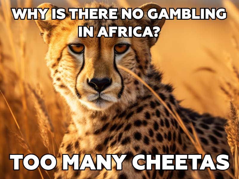 The Bad Joke Eel – Wondering why gambling doesn't occur in Africa?