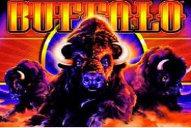 Buffalo avis