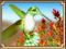 colibri