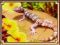 lizard