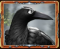 crow