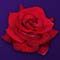 secret romance symbol rose